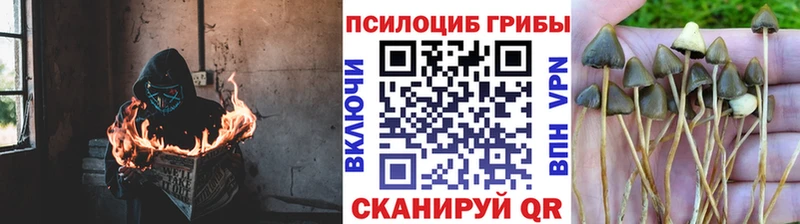 купить закладку  ОМГ ОМГ маркетплейс  Псилоцибиновые грибы прущие грибы  Короча 
