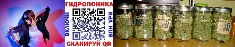 МАРИХУАНА SATIVA & INDICA Короча